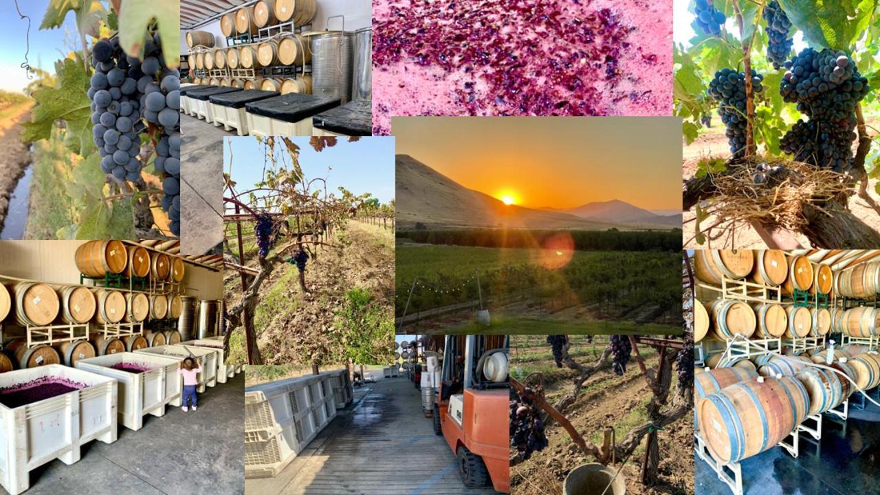 Bed and Breakfast Sequoia View Vineyard Sanger Экстерьер фото